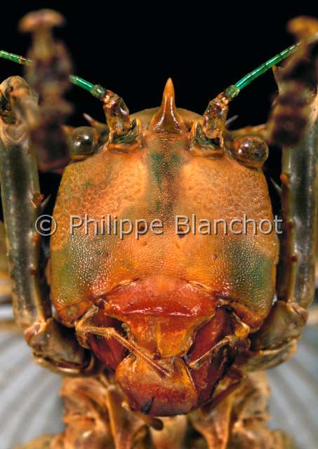 Eumegalodon sp.JPG - in "Portraits d'insectes" ed. SeuilEumegalodon sp.Sauterelle CopiphorineConehead katydidOrthopteraTettigoniidaeMalaisie